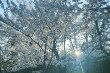 桜っていいですね、、、